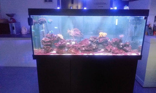 Aquarium récifal d'occasion avec meuble support et éclairage LED