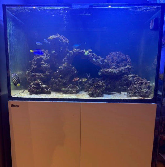 Aquarium Récifal Format Cube – Occasion