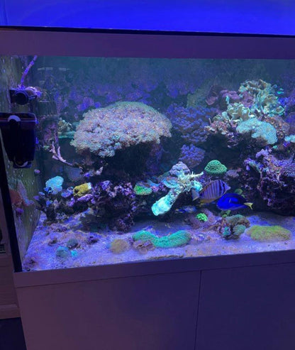 Aquarium Récifal Blanc Design avec Éclairage LED Suspendu – Occasion