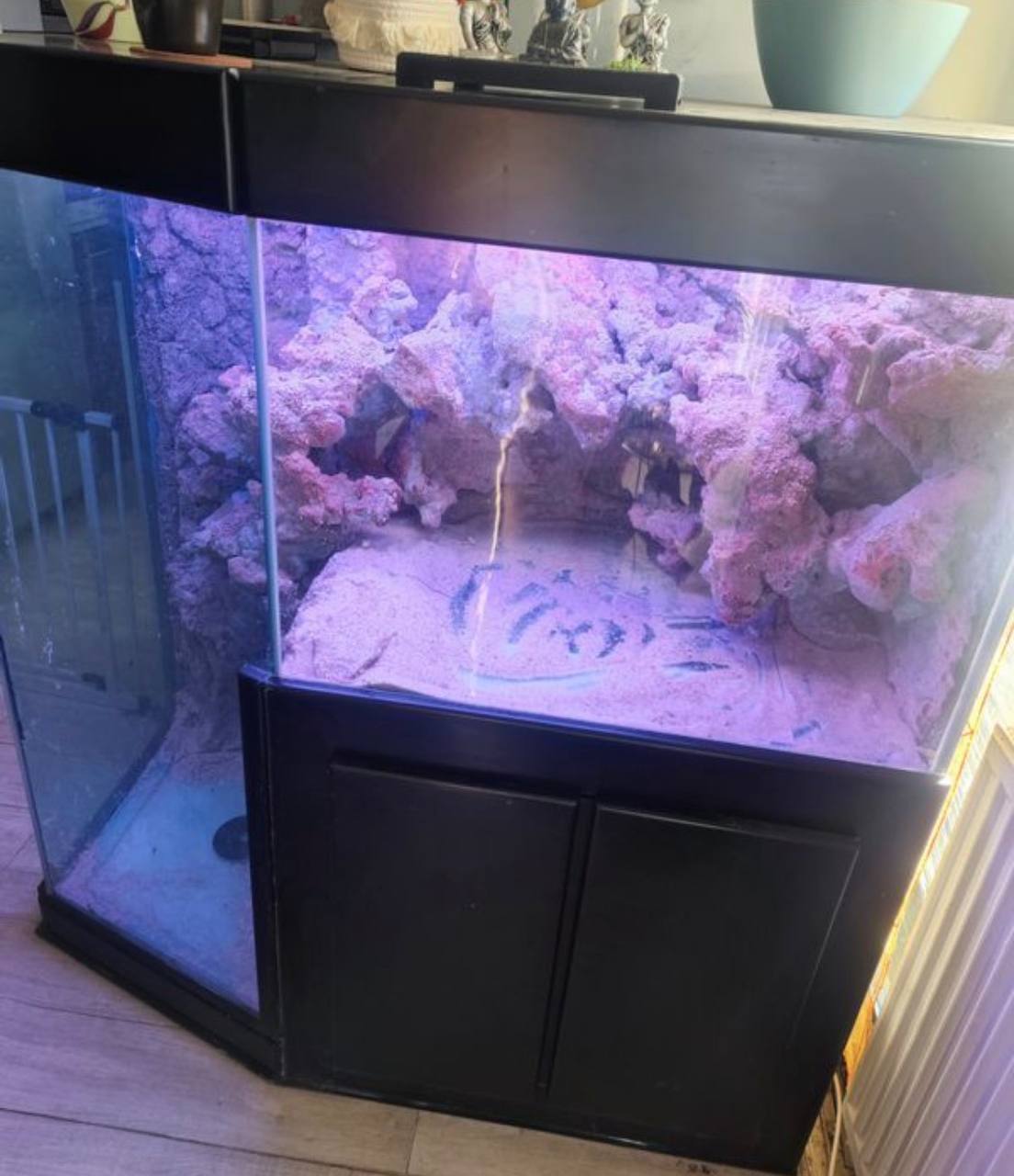 Aquarium Récifal d'Angle avec Décors 3D Synthétiques – Occasio