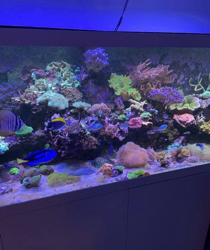 Aquarium Récifal Blanc Design avec Éclairage LED Suspendu – Occasion
