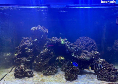 Aquarium Récifal Format Cube – Occasion