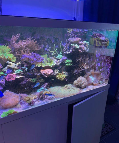 Aquarium Récifal Blanc Design avec Éclairage LED Suspendu – Occasion